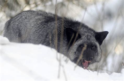 AK: Among wolverines, lynx and fox, a man finds his .